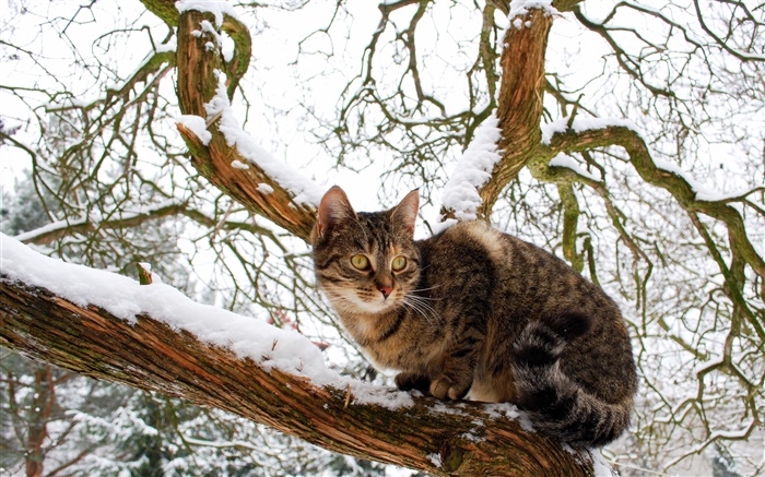 Gato doméstico, árbol, nieve, invierno Fondos de pantalla, imagen