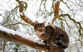 Gato doméstico, árbol, nieve, invierno HD fondos de pantalla