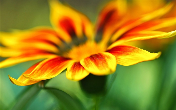Flor fotografía macro, pétalos amarillo-naranja, fondo borroso Fondos de pantalla, imagen