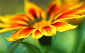 Flor fotografía macro, pétalos amarillo-naranja, fondo borroso
