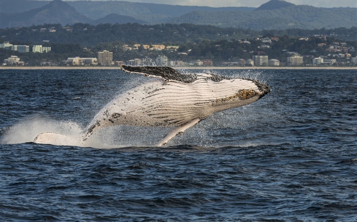 Gold Coast, Queensland, Australia, Mar del Coral, ballena jorobada de salto Fondos de pantalla, imagen