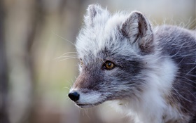 Gray zorro ártico, retrato HD fondos de pantalla