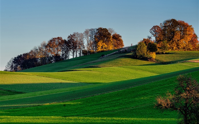 Colinas, colina, hierba, campo, árboles, sombra Fondos de pantalla, imagen