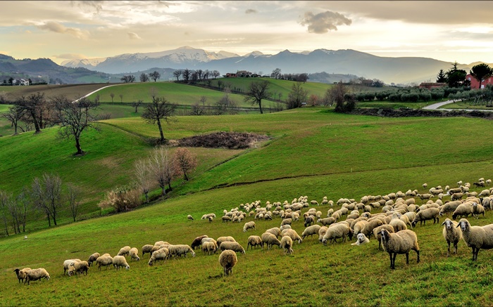 Italia, Campania, colinas, hierba, árboles, ovejas, multitud Fondos de pantalla, imagen