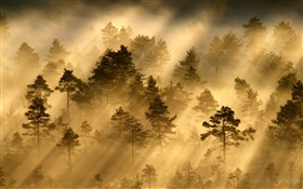 La mañana, bosque, árboles, niebla, luz, rayos del sol HD fondos de pantalla