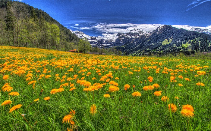 Montañas, flores silvestres amarillas, pendiente, árboles, nubes Fondos de pantalla, imagen