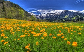 Montañas, flores silvestres amarillas, pendiente, árboles, nubes HD fondos de pantalla
