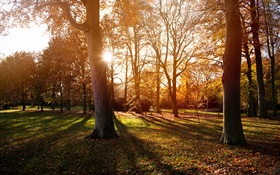 Parque, árboles, puesta del sol, otoño, sombra HD fondos de pantalla