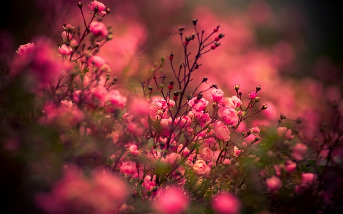 Pink flores color de rosa, bokeh Fondos de pantalla, imagen