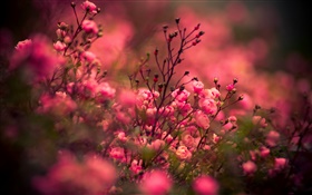 Pink flores color de rosa, bokeh HD fondos de pantalla