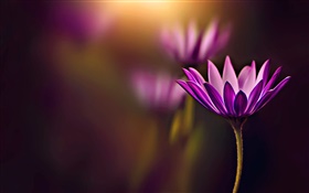flor púrpura primer plano, bokeh HD fondos de pantalla