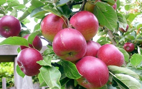 Manzanas rojas, árbol, hojas verdes, verano, cosecha