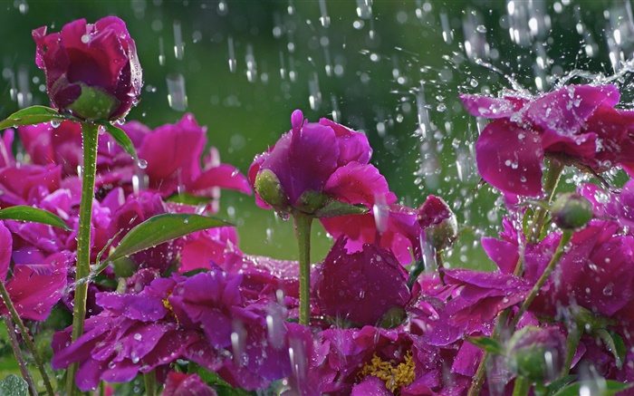 Flores rojas en la lluvia, gotas de agua Fondos de pantalla, imagen