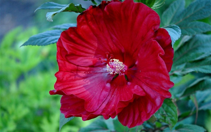 Flor roja del hibisco, China aumentó Fondos de pantalla, imagen