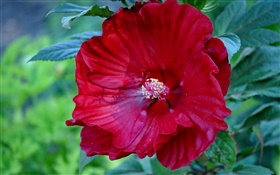 Flor roja del hibisco, China aumentó