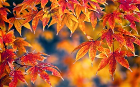 hojas rojas de arce, otoño, bokeh