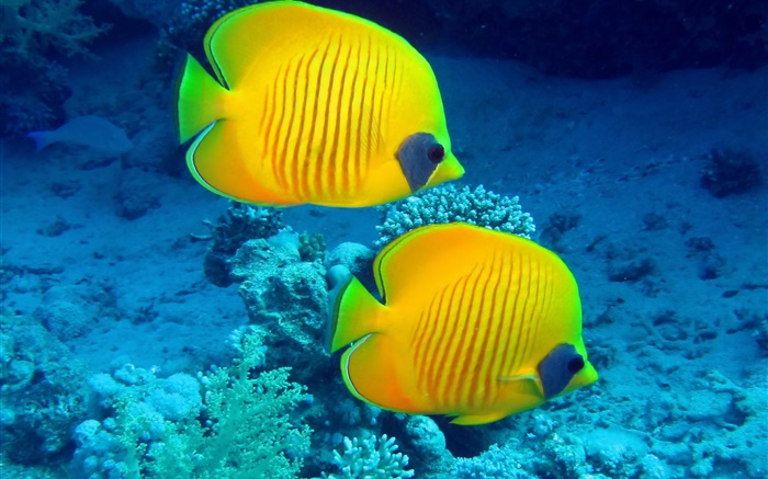 peces tropicales, peces de arrecife de coral amarillo bajo el agua Fondos de pantalla, imagen