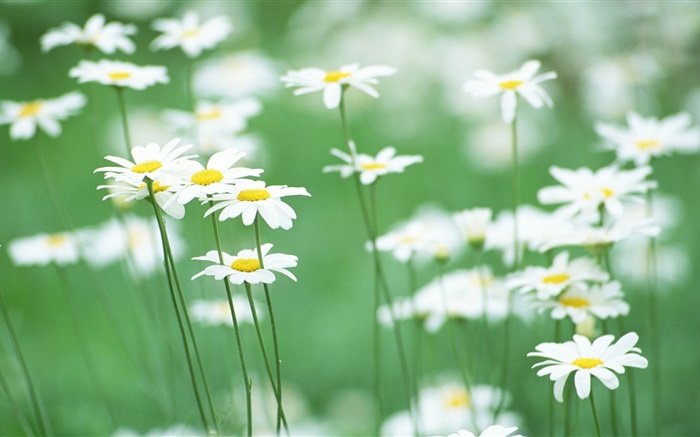 margaritas blancas, flores, fondo verde Fondos de pantalla, imagen