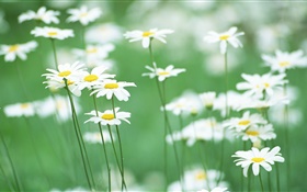 margaritas blancas, flores, fondo verde HD fondos de pantalla