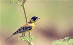 pájaro amarillo, rama, la falta de definición