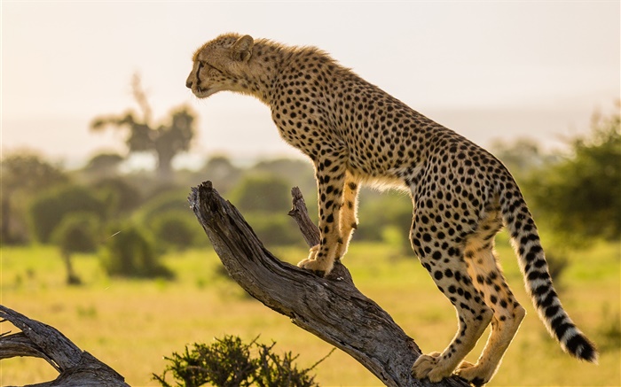 África, vista lateral guepardo, árbol Fondos de pantalla, imagen