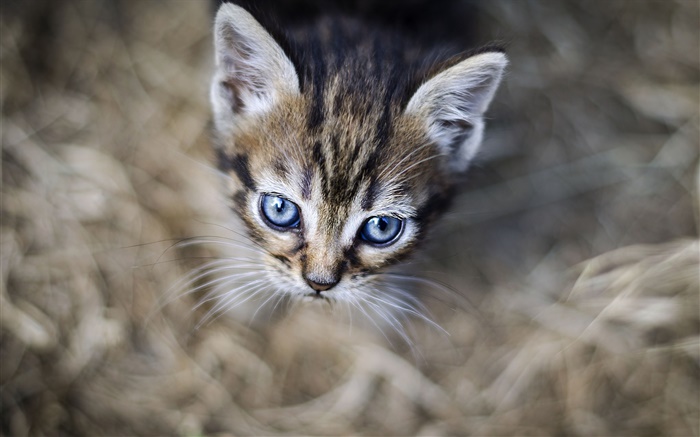 Los ojos azules gatito, cara, bokeh Fondos de pantalla, imagen