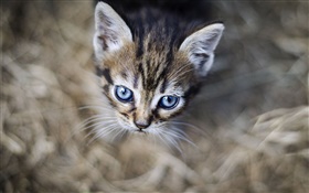 Los ojos azules gatito, cara, bokeh
