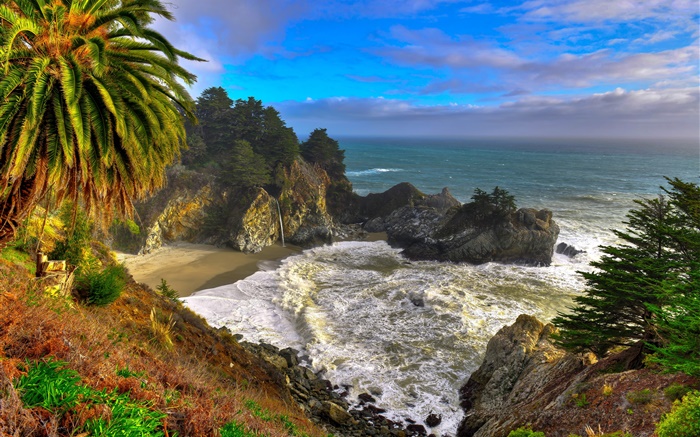 California, EE.UU., Palma, costa, mar, árboles Fondos de pantalla, imagen
