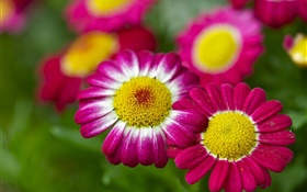 Manzanilla, flores de color rosa, bokeh