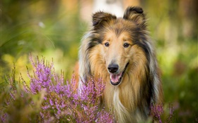 collie lindo, perro, flores HD fondos de pantalla