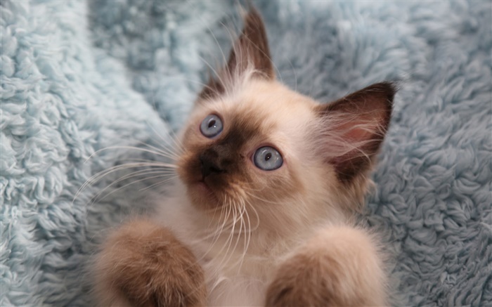 gatito lindo, ojos, bigote Fondos de pantalla, imagen