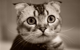 Cara linda del gatito, bokeh HD fondos de pantalla