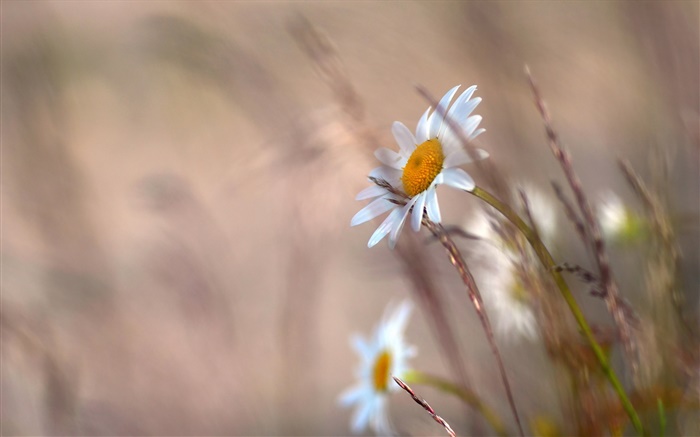 Flores de las margaritas, hierba, borroso Fondos de pantalla, imagen