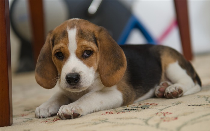 Perro, beagle, del animal doméstico Fondos de pantalla, imagen
