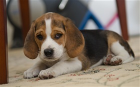 Perro, beagle, del animal doméstico