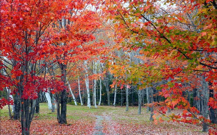 Bosque, árboles, hojas rojas, otoño, trayectoria Fondos de pantalla, imagen