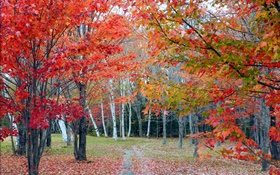 Bosque, árboles, hojas rojas, otoño, trayectoria