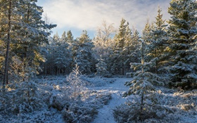 Bosque, árboles, nieve, invierno