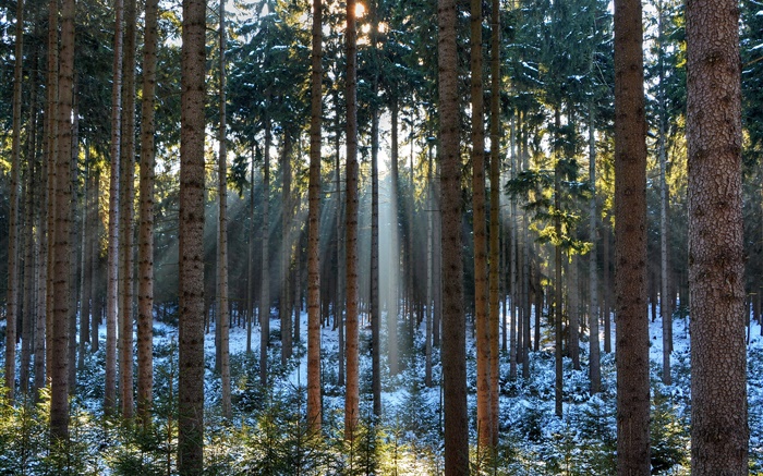 Bosque, árboles, invierno, nieve, rayos del sol Fondos de pantalla, imagen