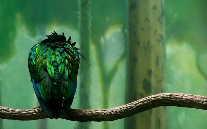 plumas verdes de visión trasera de aves Fondos de pantalla, imagen