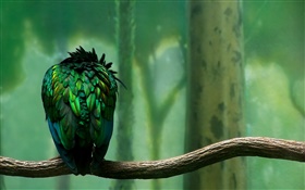 plumas verdes de visión trasera de aves