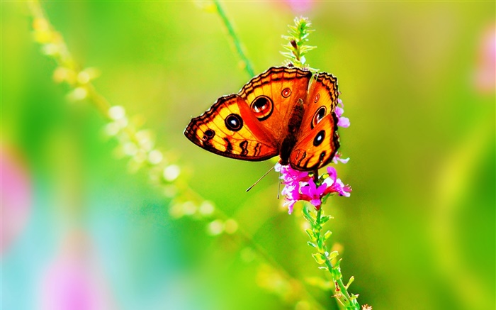 Insecto, mariposa, flor, verano Fondos de pantalla, imagen