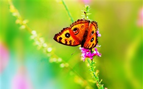 Insecto, mariposa, flor, verano HD fondos de pantalla