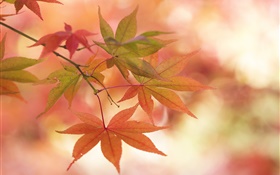 hojas de arce, otoño, ramitas, el deslumbramiento