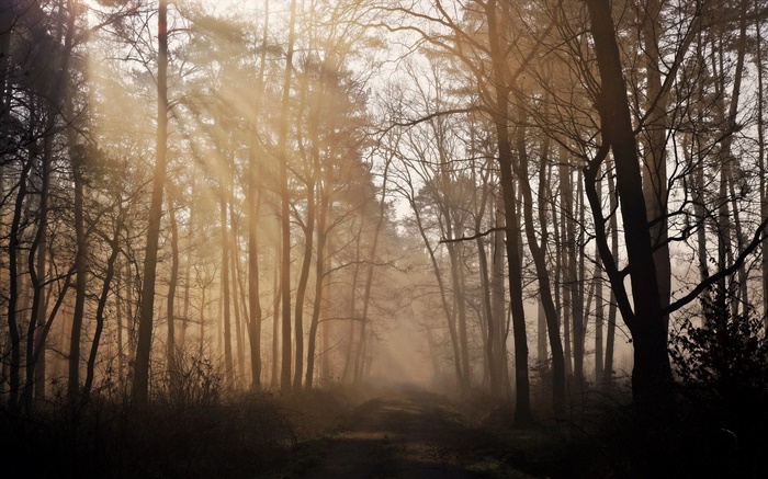 Por la mañana, bosque, árboles, camino, niebla Fondos de pantalla, imagen
