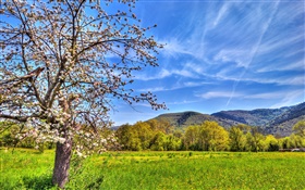 Montañas, árboles, campo, primavera HD fondos de pantalla