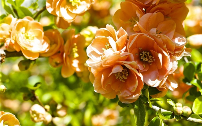 flores de color naranja, flor de membrillo Fondos de pantalla, imagen