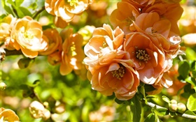 flores de color naranja, flor de membrillo