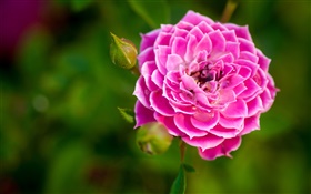 Rosa rosa flor de cerca, brotes, bokeh HD fondos de pantalla