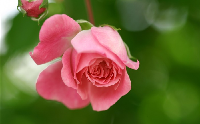 Rosa rosa flores, pétalos, brotes Fondos de pantalla, imagen